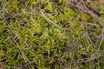 moss