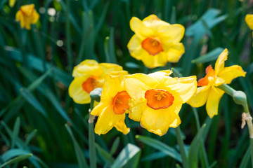 Fototapeta na wymiar Tulpen im Garten 