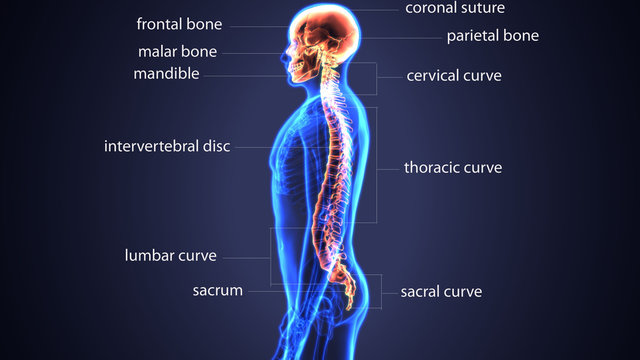 3d illustration of Skull and Spine Study by Qwerty on Debian
