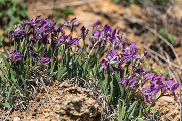 Wild purple irises in garden