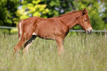 Naklejka na ściany i meble Portrait close-up of a young purebred horsey