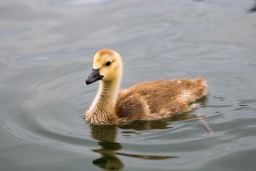 Baby Goose Swimming in the Willamette River
