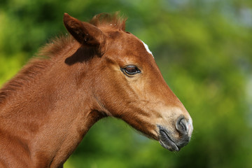Thoroughbred foal posing against green natural bokeh mood background