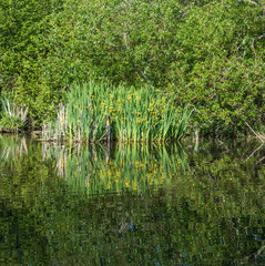 Obraz premium Yellow Flowers Reflections