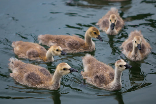 Baby Geese swimming in the Willamette River