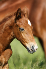 Head of the few weeks old newborn baby horse