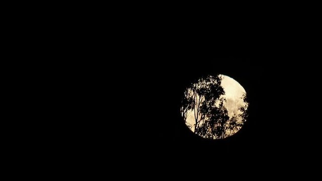 Full Moon over the forest