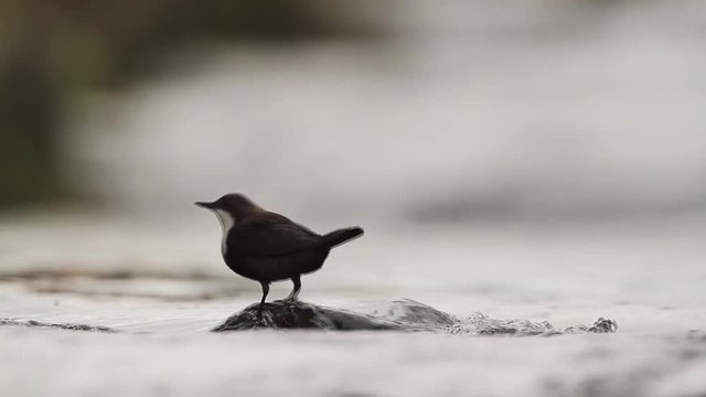 Common Dipper in Vosges, France - specie Cinclus cinclus family of Cinclidae