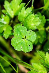 Fototapeta na wymiar Four leaf clover