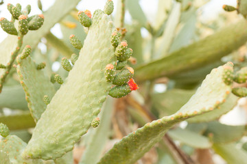 Wild bushes cactus opuntia ficus indica sabra lit by the sun