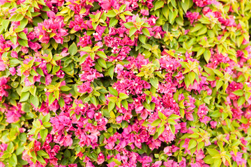 red flowers and green leaf background close up