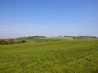 Fototapeta na wymiar Yorkshire Wolds clover meadow