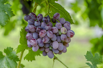 racimo de uvas negras