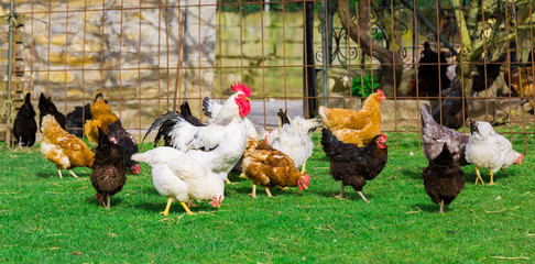 Gallinas en una granja vasca