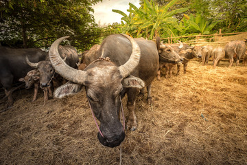 Obraz premium Group of Thai buffalo in the farm, Thailand