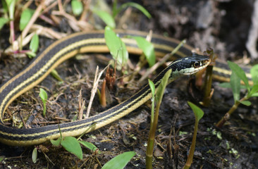 Fototapeta premium Barataria Preserve in Louisiana with a Ribbon Snake