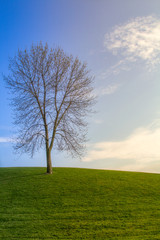 Fototapeta na wymiar Lonely tree in a green hill above a blue sky