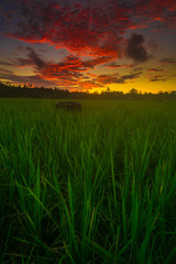 sunset on the rice field