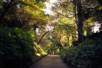 Fototapeta na wymiar Quiet, Peaceful Path Near Lake Ashi, Hakone, Japan