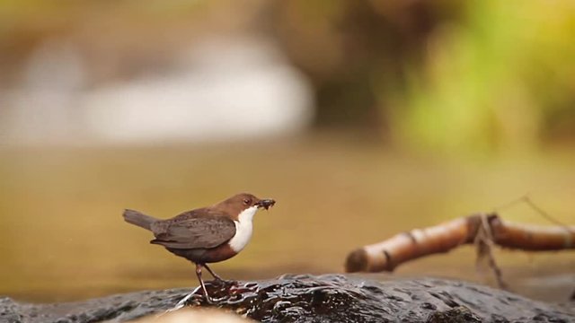Common Dipper in Vosges, France - specie Cinclus cinclus family of Cinclidae