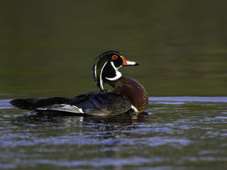 Male Wood Duck Drake Swimming in Early Morning