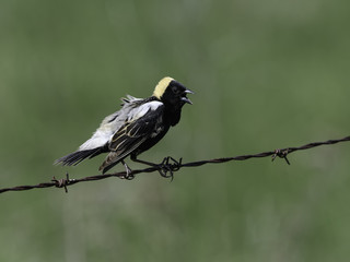 Bobolink Perched on a Fence Wire against Green Background