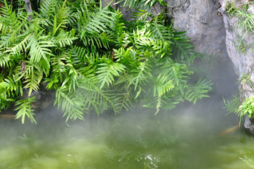 Green leaves background