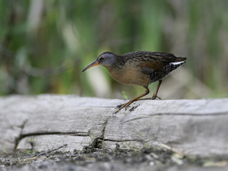 Virginia Rail in Spring
