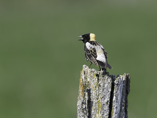 Bobolink Perched on a Post against Green Background