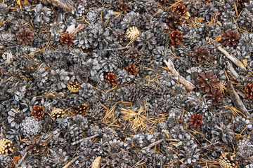 Pine cones lying on the ground, background, texture