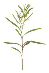 Acacia plant isolated on white background