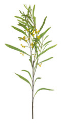 Acacia plant isolated on white background