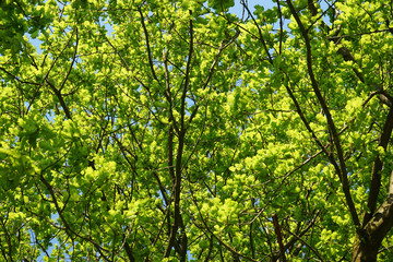 Fototapeta na wymiar Green oak leaves, background.
