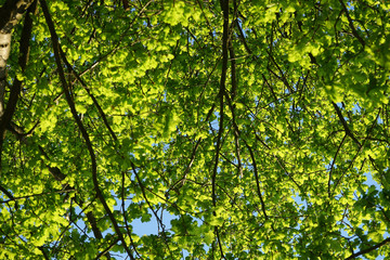 Fototapeta premium Green oak leaves, background.