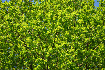 Fototapeta premium Green oak leaves, background.