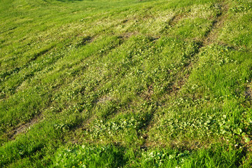 Fototapeta na wymiar View of a destroyed lawn.