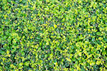 Background of green leaves.