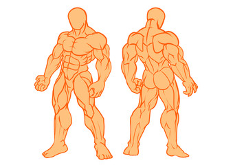 Muscular man, model front view and back view, vector, color, illustration