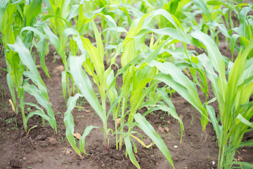 Close up of rice in field.