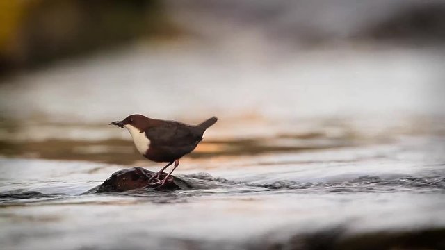 Common Dipper in Vosges, France - specie Cinclus cinclus family of Cinclidae