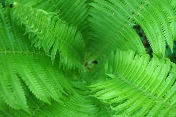 Sunny fern leaves. Top view.