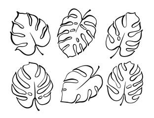 Vector botanical illustration of monstera leaf © pikovit