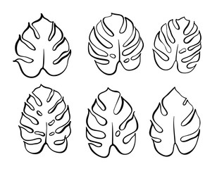 Vector botanical illustration of monstera leaf © pikovit