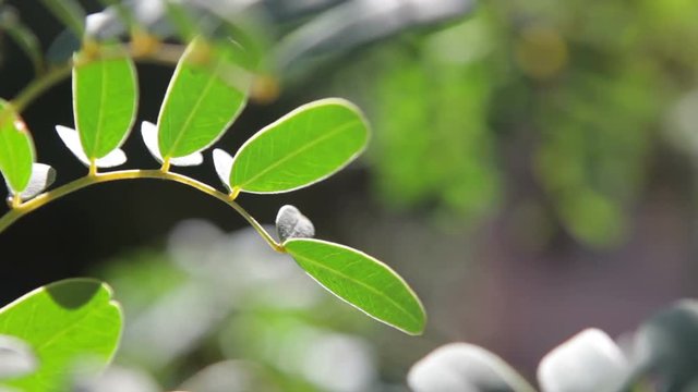 Chilean native forest leaf
