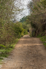 Along the Leucosia Mermaid Trail. Cilento. Castellabate. Campania. Views of the Amalfi Coast....