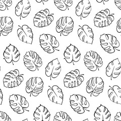Vector botanical illustration of monstera leaf