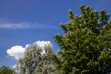 Baumkronen mit blauem Himmel und Schönwetterwolken