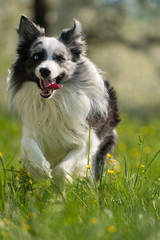 Border Collie rennt durch eine Blumenwiese