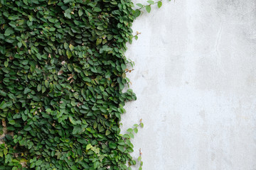 Ivy leaves on the wall