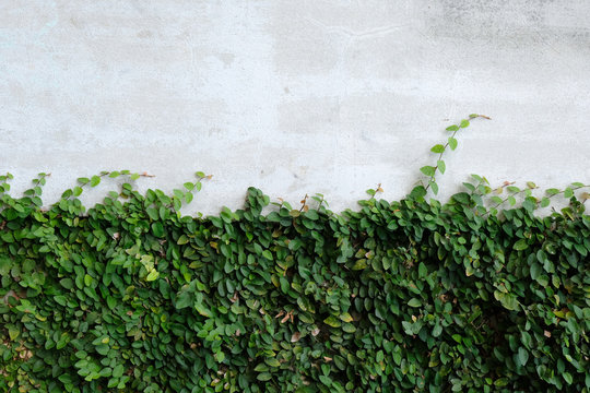 Ivy leaves on the wall © paisan191